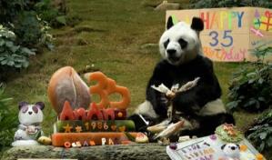 Fallece en Hong Kong An An, el panda más anciano del mundo en cautividad