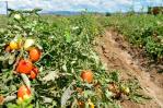 Afirman impacto de fenómenos naturales en la agricultura cada año es peor Afirman impacto de fenómenos naturales en la agricultura cada año es peor