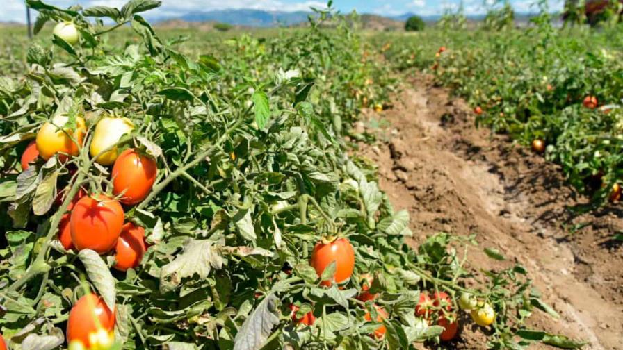 Afirman impacto de fenómenos naturales en la agricultura cada año es peor