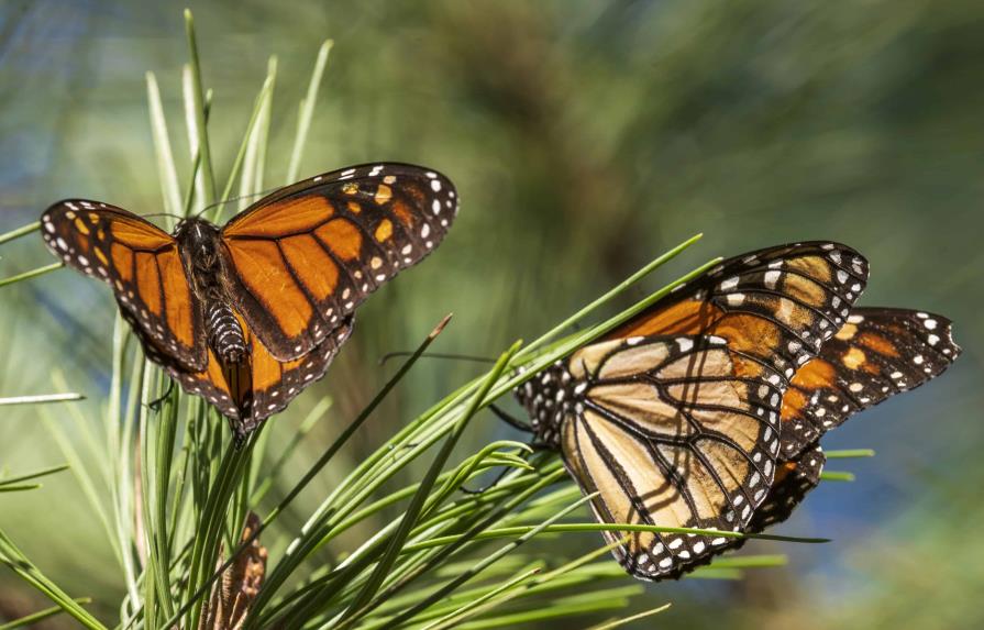 Clasifican a mariposa monarca como especie en peligro