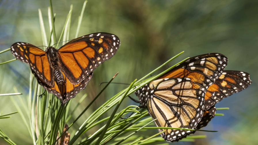 Clasifican a mariposa monarca como especie en peligro