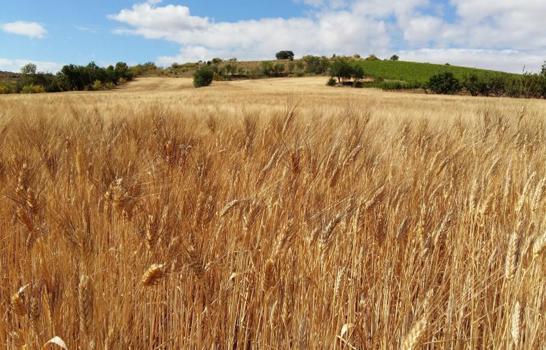 Tras acuerdo, Rusia permitirá a Ucrania exportar cereales para aliviar una hambruna global