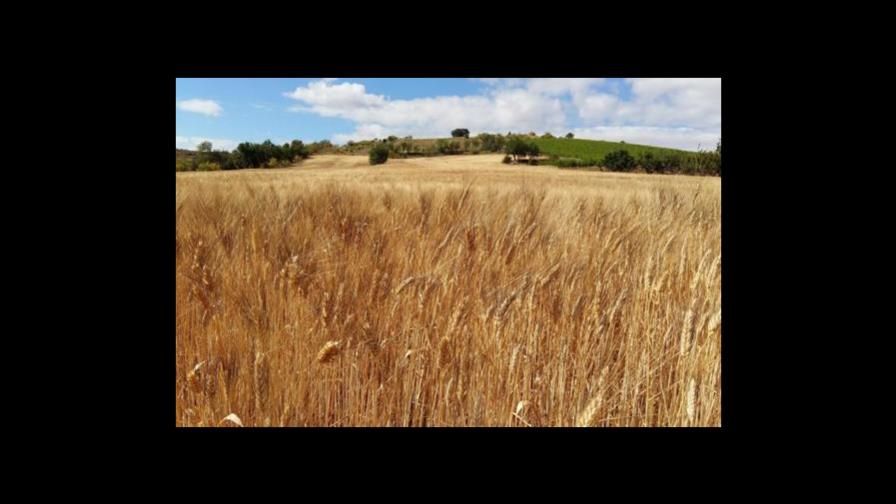 Tras acuerdo, Rusia permitirá a Ucrania exportar cereales para aliviar una hambruna global Tras acuerdo, Rusia permitirá a Ucrania exportar cereales para aliviar una hambruna global