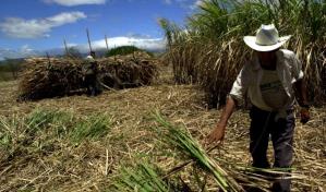 Industria azucarera desmiente a congresistas de EEUU sobre trabajo forzoso en ese sector