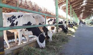 En 2024, ganaderos han recibido financiamiento por m&aacute;s de RD$363.4 millones