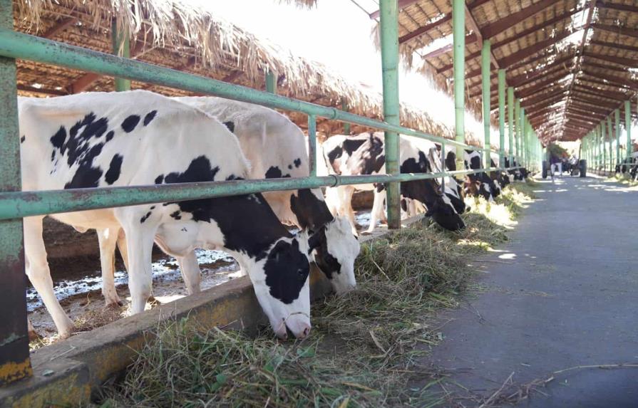 Agricultura niega que en proyecto en Azua las vacas mueran de hambre