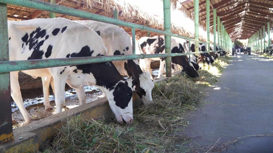 Decenas de vacas mueren envenenadas por la sequía en Italia