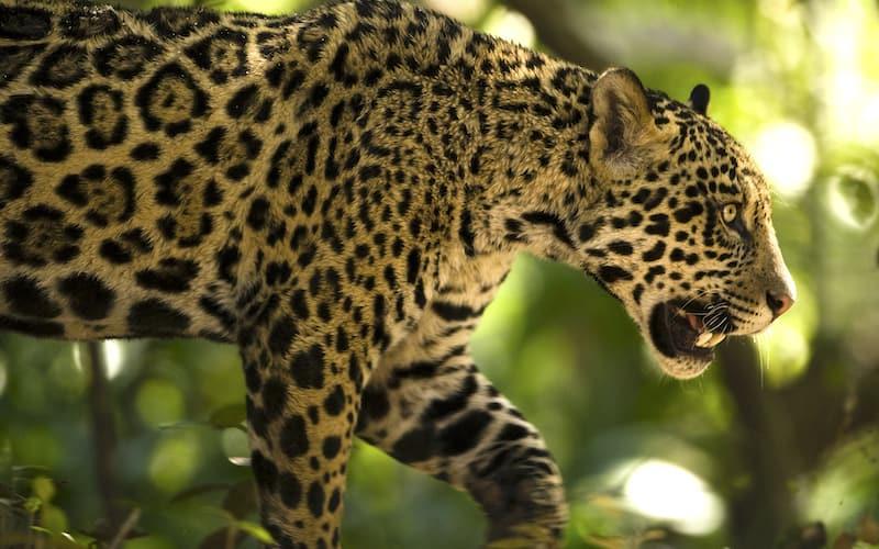 Jaguar ataca a un menor en zoológico del centro de México