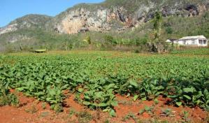 Senado aprueba ley que declara al tabaco y cigarro dominicano como patrimonio cultural