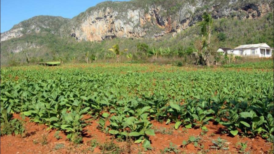Senado aprueba ley que declara al tabaco y cigarro dominicano como patrimonio cultural Senado aprueba ley que declara al tabaco y cigarro dominicano como patrimonio cultural
