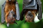 Muere niño tras ser mordido por un murciélago en México Muere niño tras ser mordido por un murciélago en México