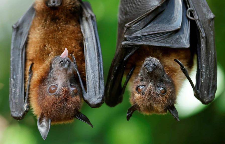 Muere niño tras ser mordido por un murciélago en México