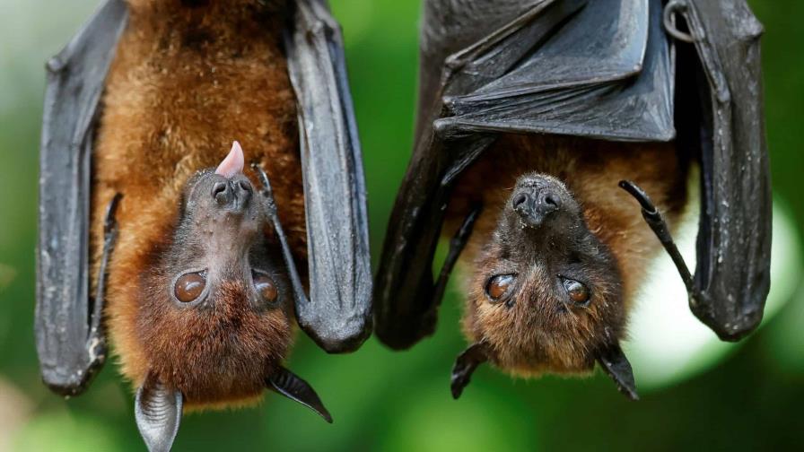 Muere niño tras ser mordido por un murciélago en México Muere niño tras ser mordido por un murciélago en México
