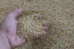 República Dominicana vendería 700 mil quintales de arroz a Panamá República Dominicana vendería 700 mil quintales de arroz a Panamá
