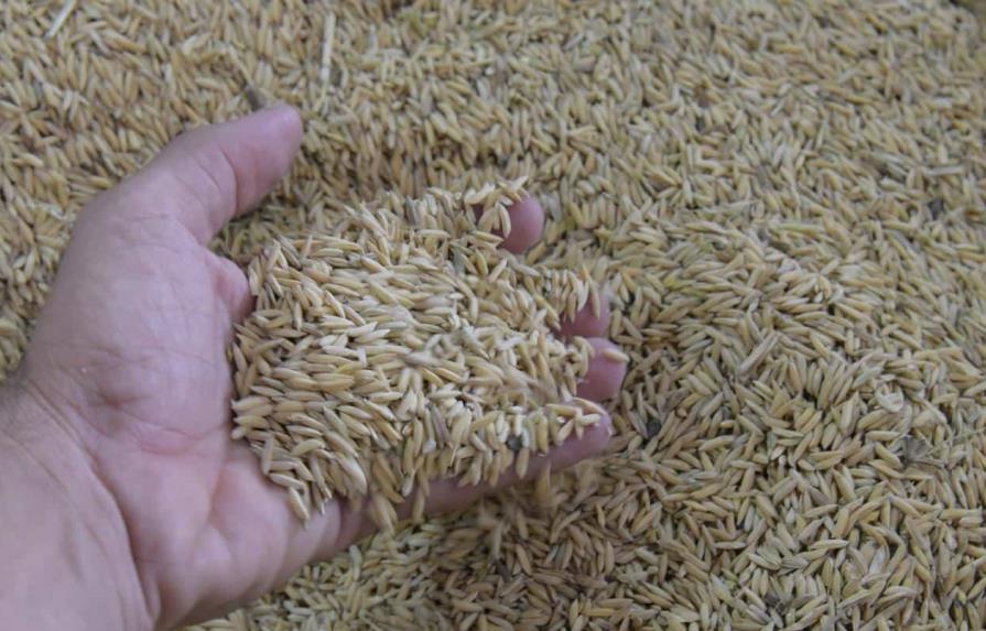 República Dominicana vendería 700 mil quintales de arroz a Panamá