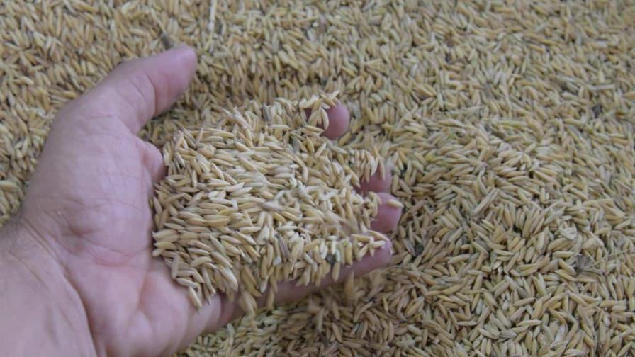 República Dominicana vendería 700 mil quintales de arroz a Panamá