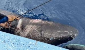 Científicos tratan de explicar la presencia del tiburón del Ártico en Belice