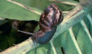 El caracol gigante africano preocupa a un condado de Florida