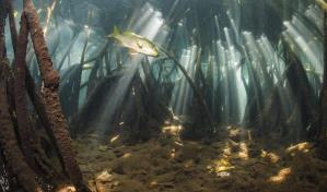 Samborondón, Ecuador, recuperará su manglar para defender el medio ambiente con apoyo de la ONU