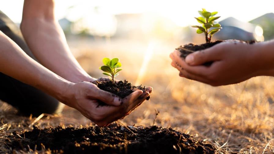 Tras incendios, EEUU plantará 1,000 millones de árboles