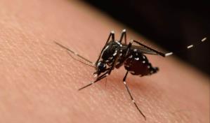 Honduras suma 4 muertos y 12,139 enfermos por dengue