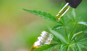 Afirman el uso de la marihuana con fines medicinales en RD es un tema por debatir