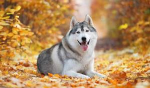 Descubren que los perros pueden ver con sus narices