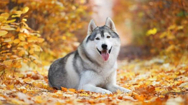 Descubren que los perros pueden ver con sus narices
