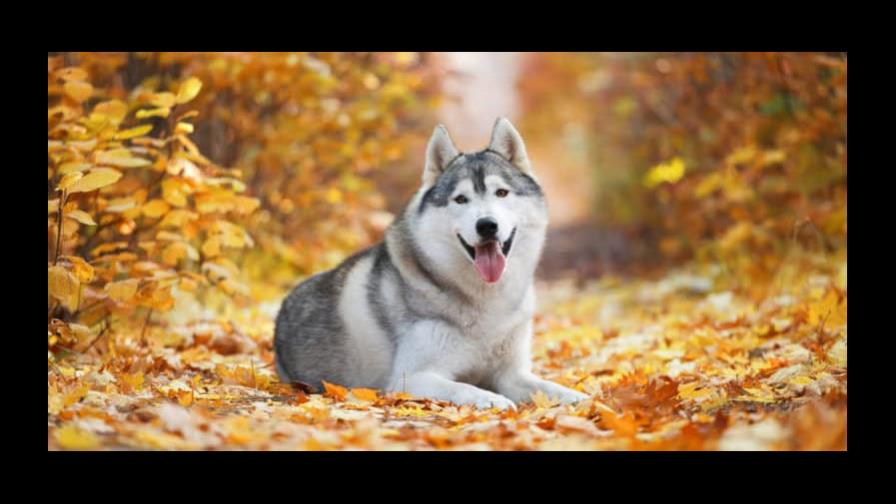 Descubren que los perros pueden ver con sus narices