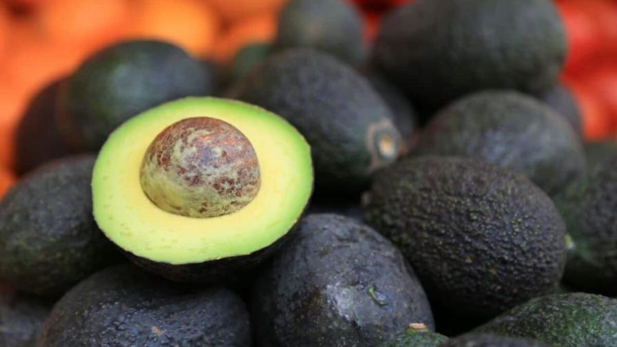 El aguacate, principal producto de exportación de RD hacia EEUU