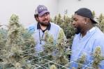 David Ortiz, salón de la Fama de Cooperstown, invierte en el negocio de la marihuana David Ortiz, salón de la Fama de Cooperstown, invierte en el negocio de la marihuana