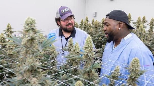 David Ortiz, salón de la Fama de Cooperstown, invierte en el negocio de la marihuana