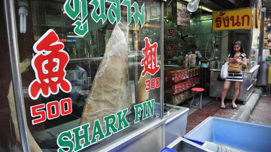 El tiburón, la delicatessen que sobrevive sin turistas chinos en Bangkok