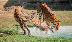 El tigre, un símbolo de sostenibilidad para la India y Nepal