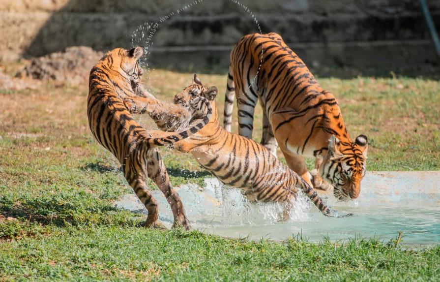 El tigre, un símbolo de sostenibilidad para la India y Nepal