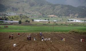 Exportaciones de la Región Norte crecen y el tabaco repunta