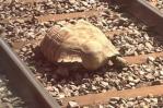 Una tortuga gigante bloquea varias horas el tráfico de trenes en Inglaterra