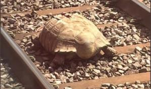 Una tortuga gigante bloquea varias horas el tráfico de trenes en Inglaterra Una tortuga gigante bloquea varias horas el tráfico de trenes en Inglaterra