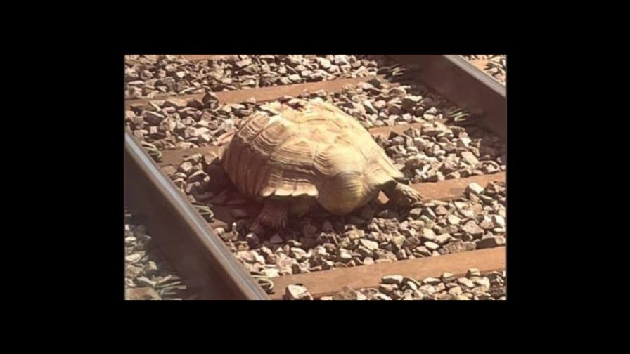 Una tortuga gigante bloquea varias horas el tráfico de trenes en Inglaterra Una tortuga gigante bloquea varias horas el tráfico de trenes en Inglaterra