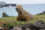 Nacen iguanas terrestres en isla de Galápagos después de casi dos siglos Nacen iguanas terrestres en isla de Galápagos después de casi dos siglos