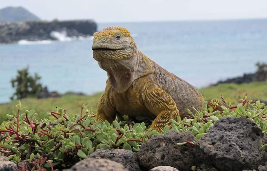 Nacen iguanas terrestres en isla de Galápagos después de casi dos siglos