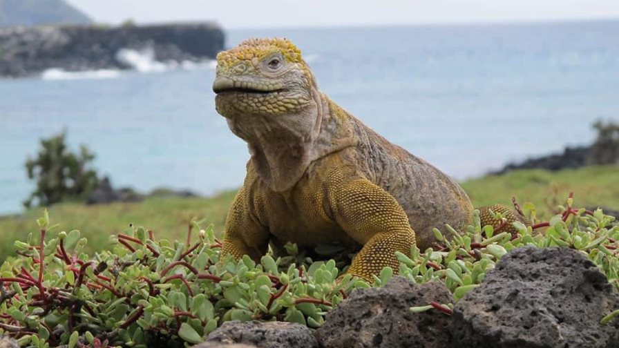 Nacen iguanas terrestres en isla de Galápagos después de casi dos siglos