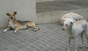 Médicos veterinarios denuncian brote de rabia animal en varias localidades de la región Norte