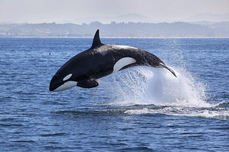 Cinco personas rescatadas en Portugal después de que orcas hundieran su barco