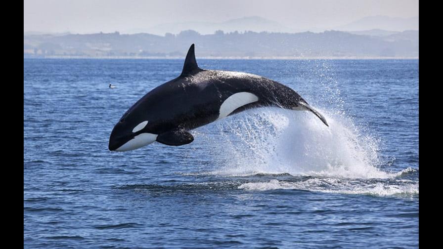 Cinco personas rescatadas en Portugal después de que orcas hundieran su barco