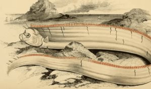 La Nota Curiosa: el pez que predice terremotos