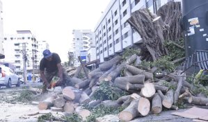 Restablecen tr&aacute;nsito en la calle Max Henr&iacute;quez Ure&ntilde;a tras ca&iacute;da de &aacute;rbol