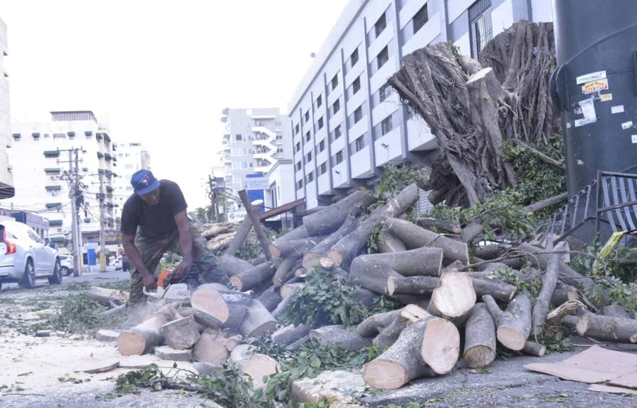Restablecen tránsito en la calle Max Henríquez Ureña tras caída de árbol