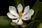 Investigador dominicano redescubre magnolia en Haití después de 97 años perdida para la ciencia Investigador dominicano redescubre magnolia en Haití después de 97 años perdida para la ciencia