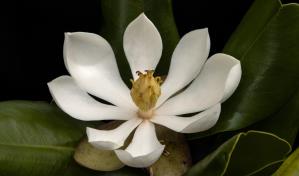 Investigador dominicano redescubre magnolia en Hait&iacute; despu&eacute;s de 97 a&ntilde;os perdida para la ciencia